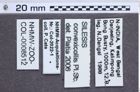 Etikette zu Silesis convexicollis (NHMW-ZOO-COL-0008512)